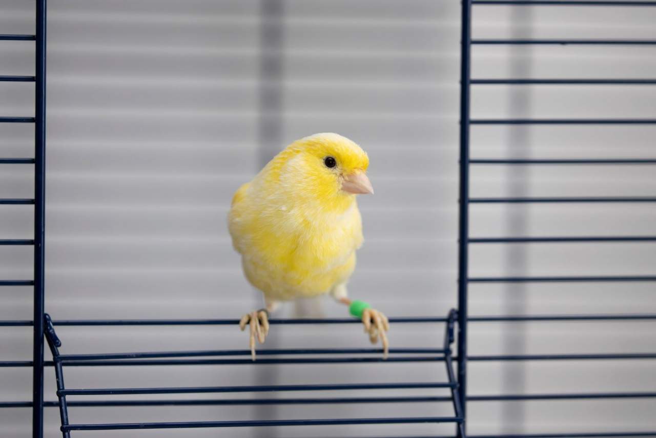 Jaulanimal: Escoger jaula para mascota de manera eficiente