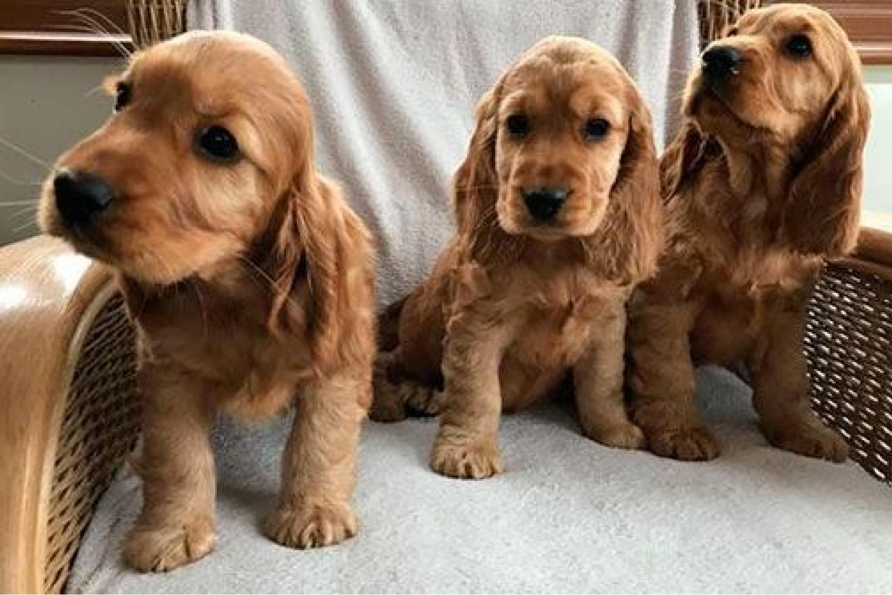 Tienda Cachorro se dedica a la venta de cachorros de núcleo zoológico y ofrece una gran calidad en el servicio