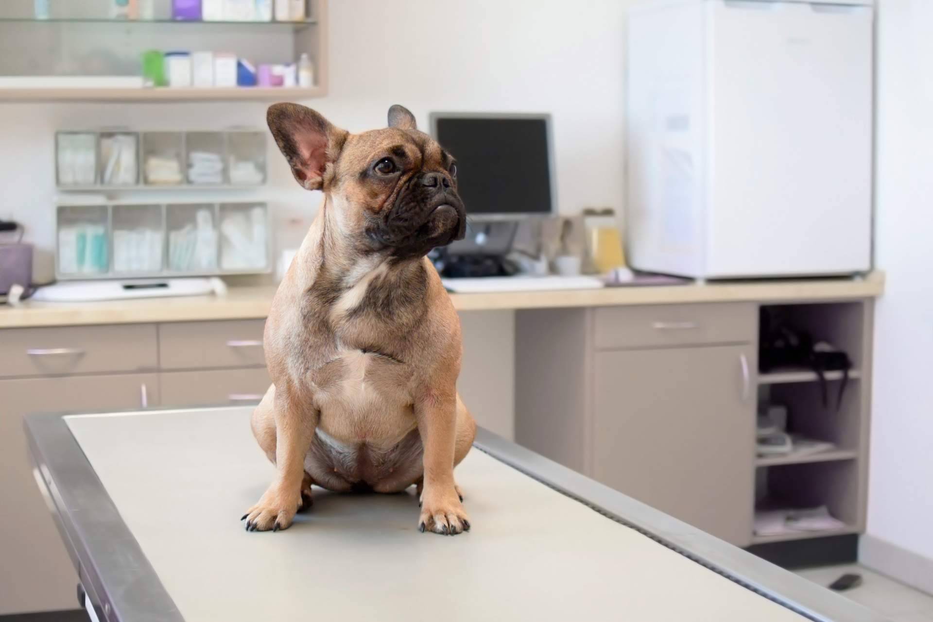 Entre las clínicas veterinarias en Algeciras mejor valoradas se encuentra El Estrecho Clínica Veterinaria