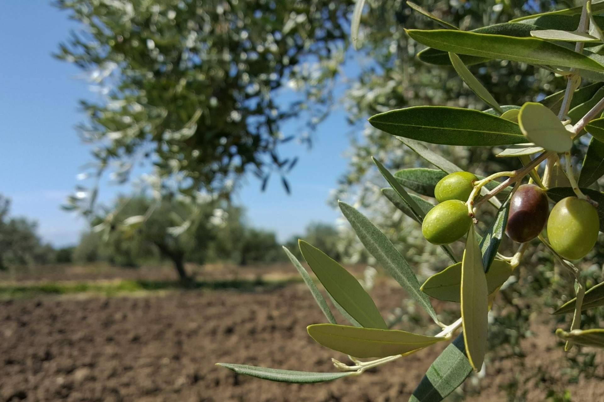 El compromiso de ILOS Natural Luxury Cosmetics con el cuidado del rostro y el medioambiente