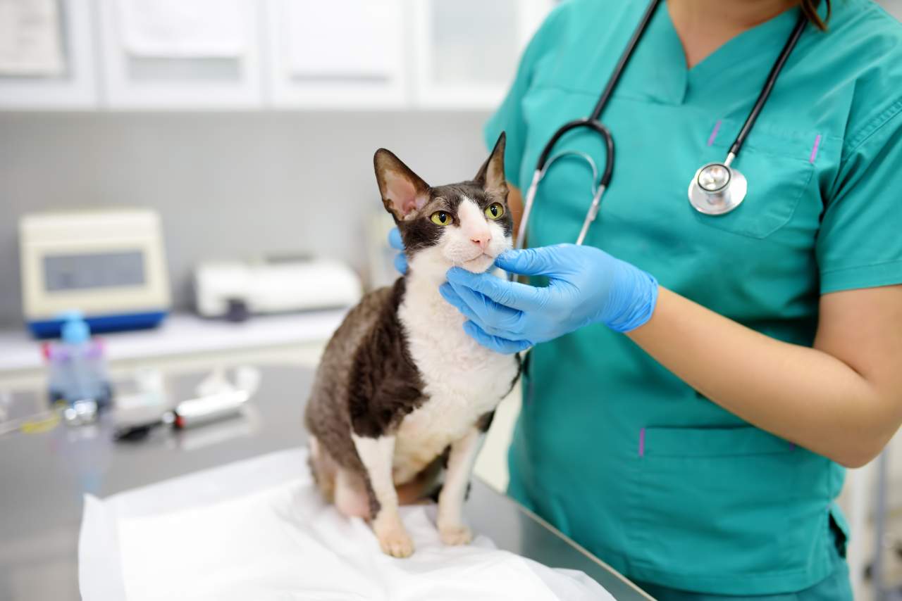 PetClinic crea un software veterinario que ayuda a la reducción del uso de papel