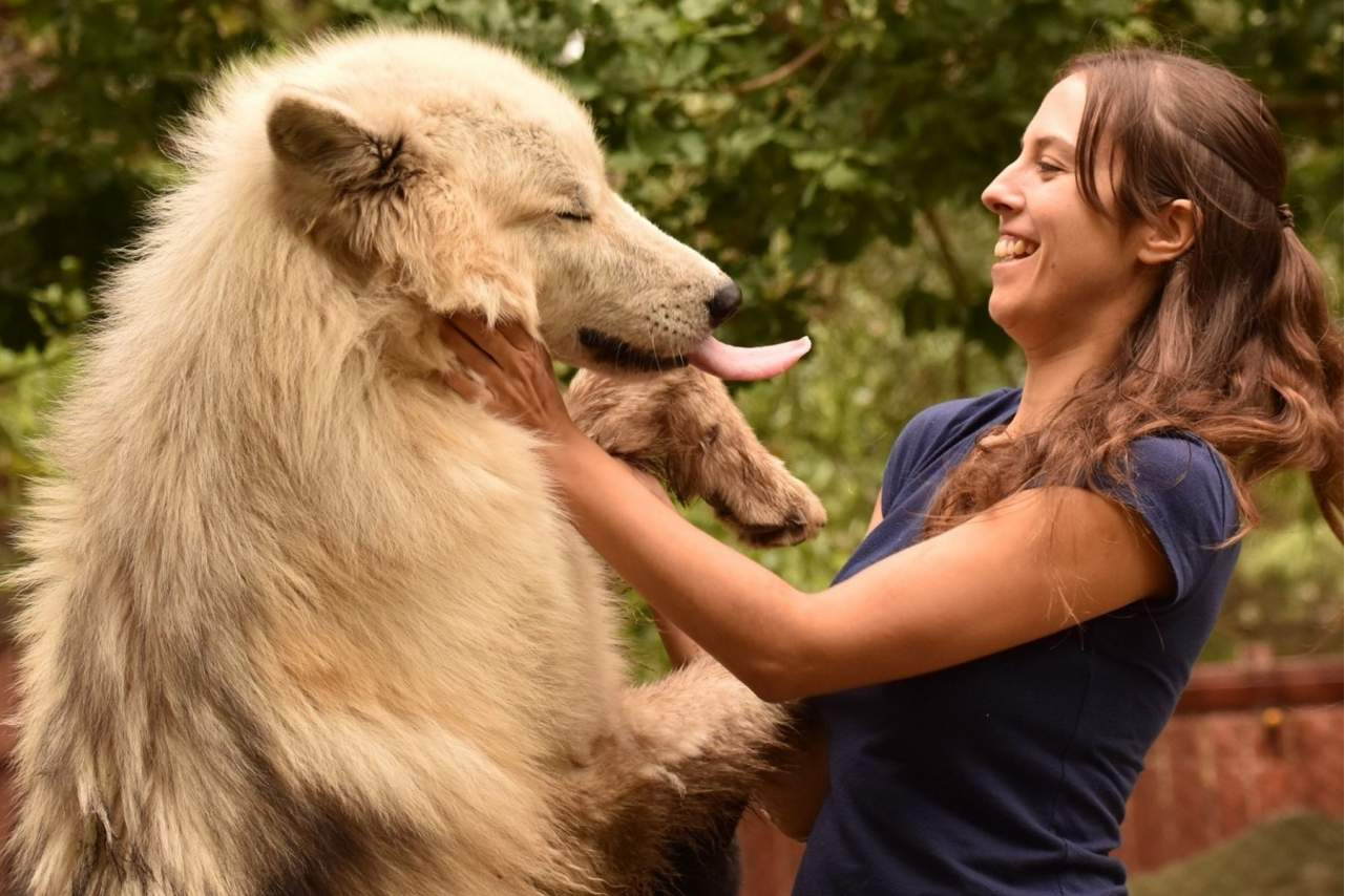 Wolves Legacy, uno de los piensos para perros más populares del mercado
