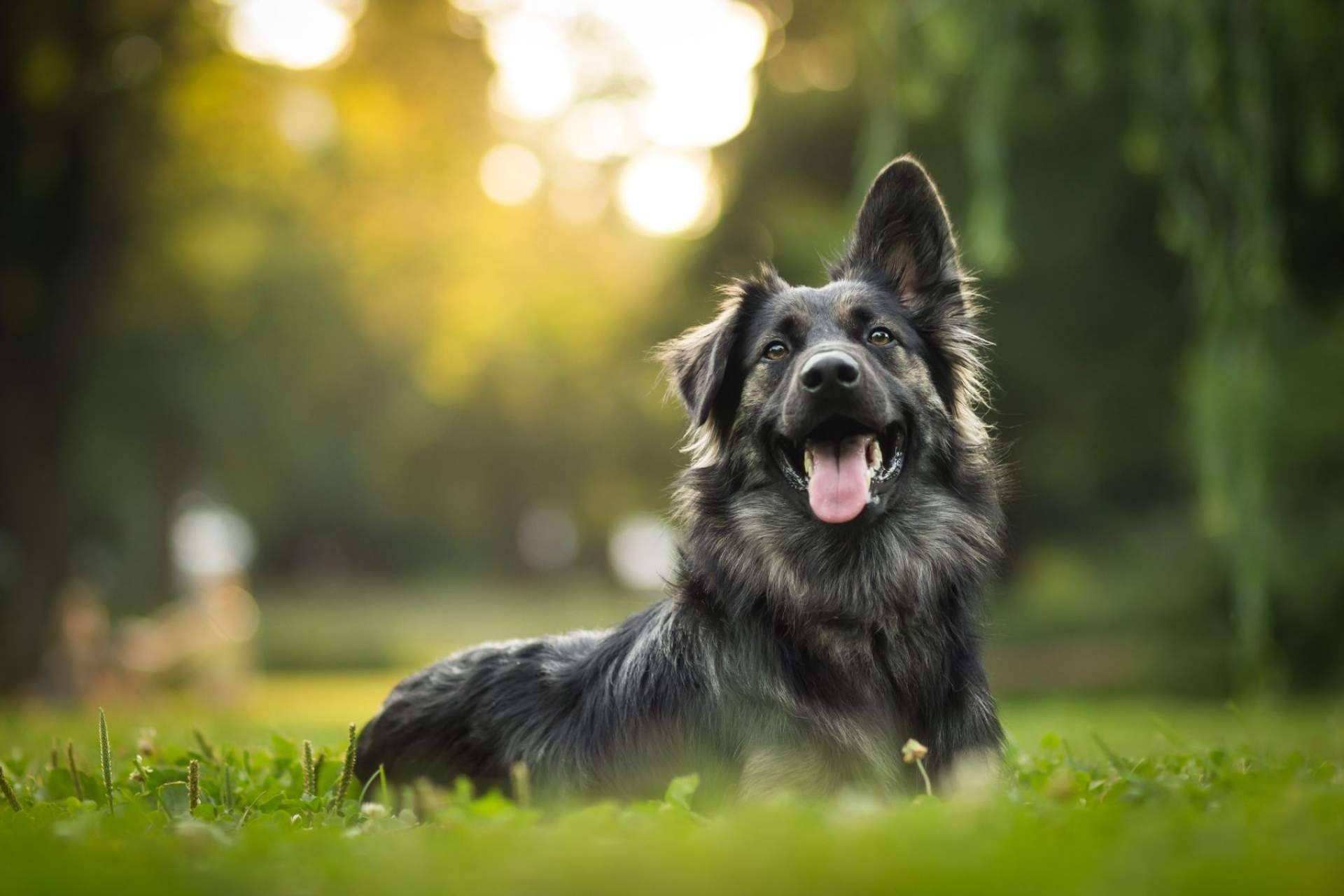 La ozonoterapia en animales por la clínica veterinaria El Estrecho: una nueva técnica para el tratamiento de ciertas patologías
