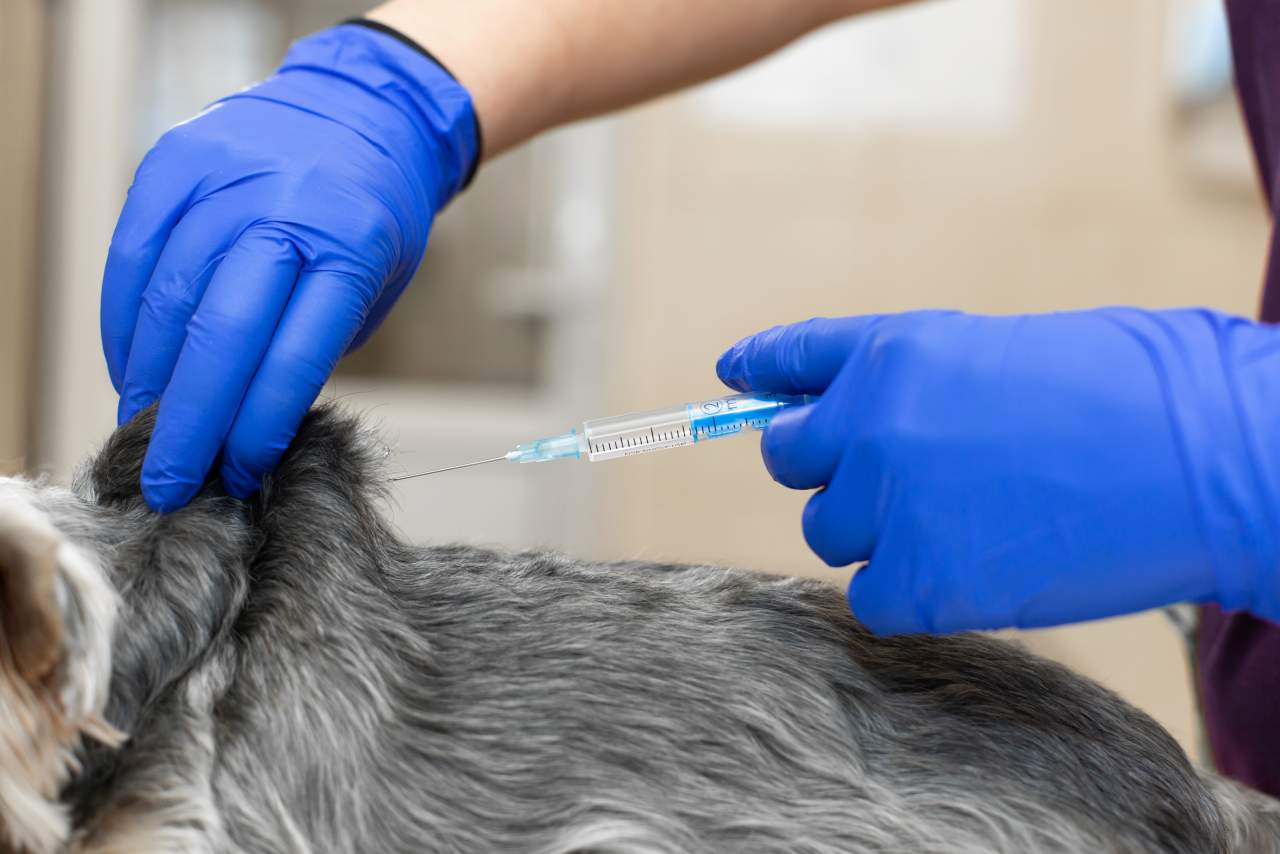 Clínica Veterinaria El Estrecho: ¿en qué consiste la ozonoterapia?