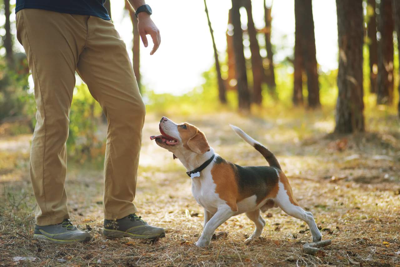 ¿En qué consiste adiestrar perro trufero en España? según los profesionales de Binomium