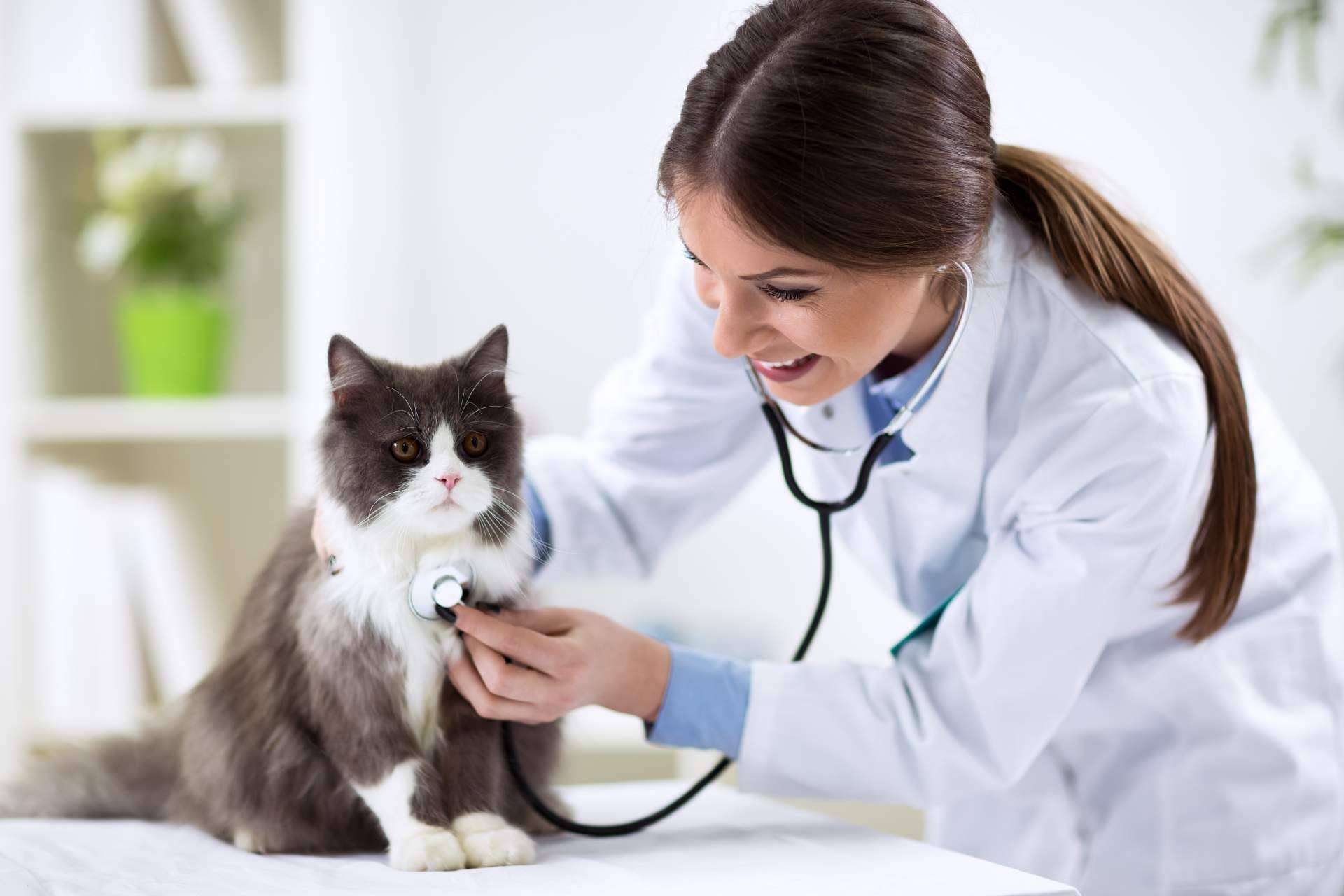 Tecni Estudio ofrece un Curso Auxiliar Técnico de Veterinaria muy completo