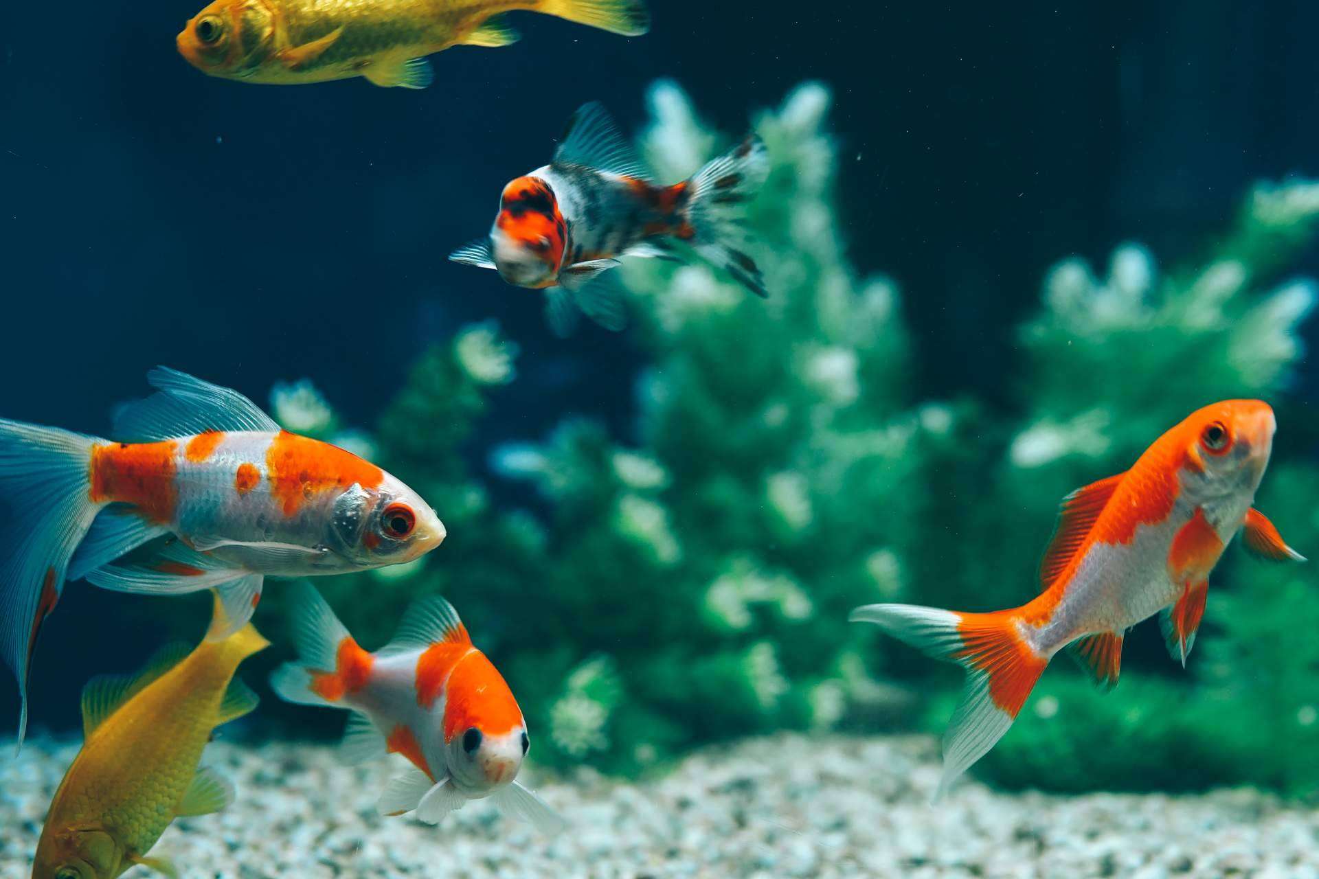 Acuarios de Animalzone: ¿Qué modelo escoger al iniciarse?