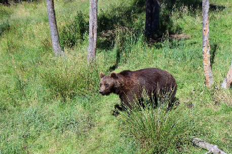 El Hotel Esquirol recomienda el Parc d’animals dels Angles, una actividad ideal para realizar en familia