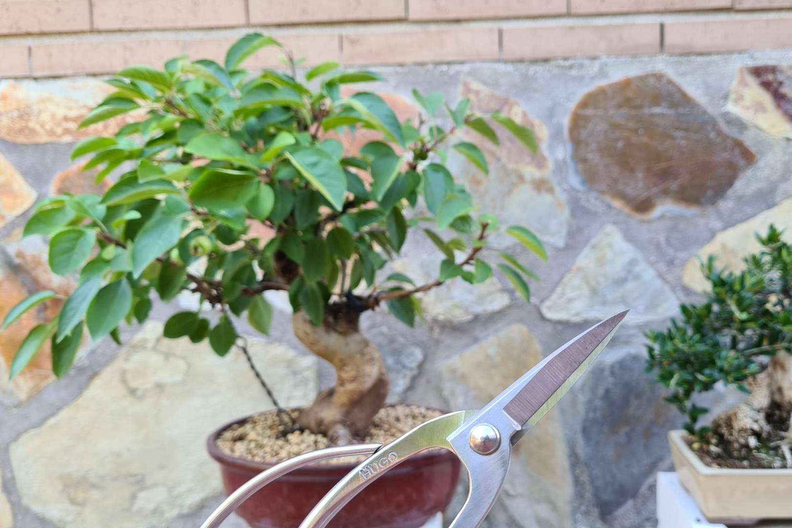 Hugo Bonsai: ¿Qué herramientas se necesitan para un bonsái?