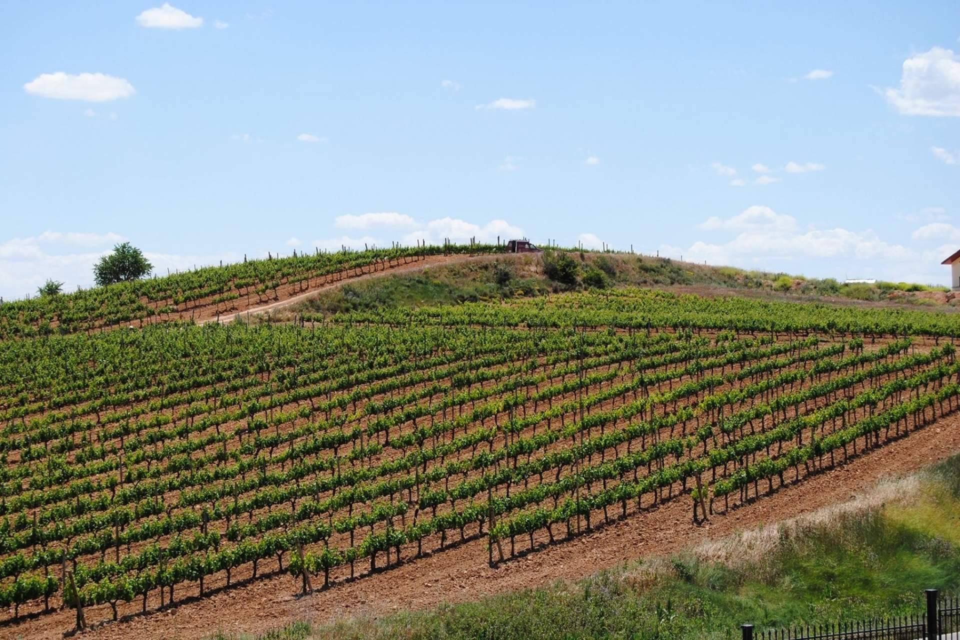 Antigva aporta innovación en el mundo de los vinos