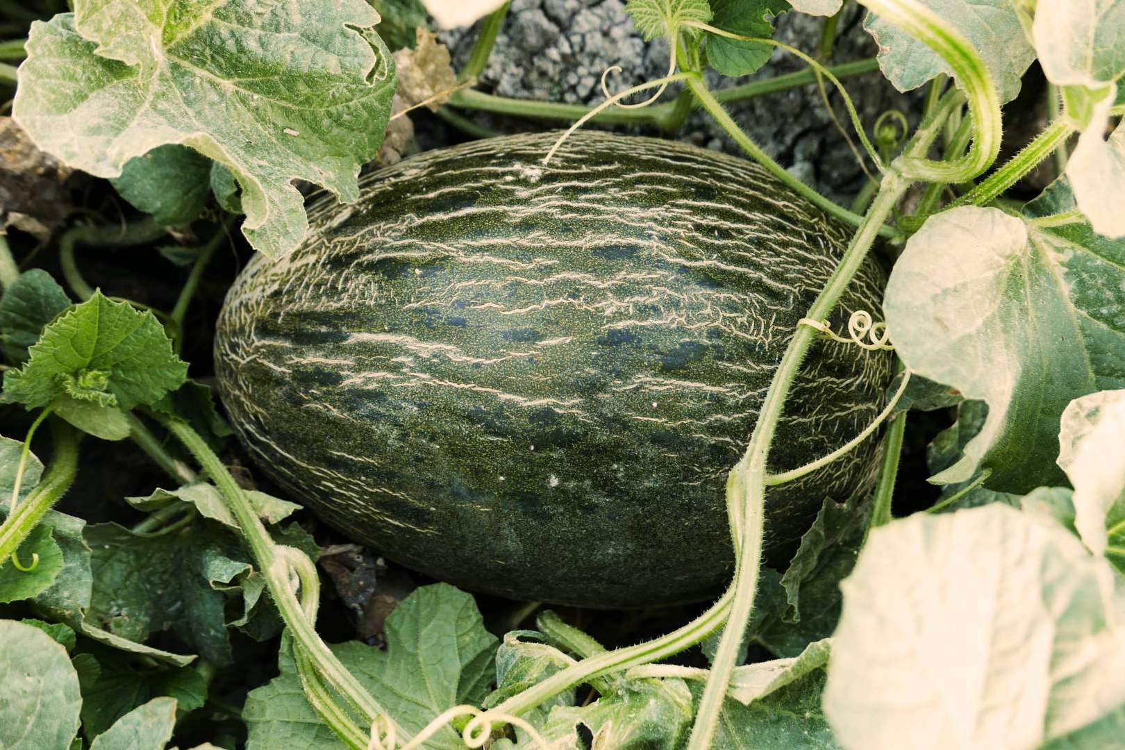 Cítricos y Delicias: comprar melones de temporada