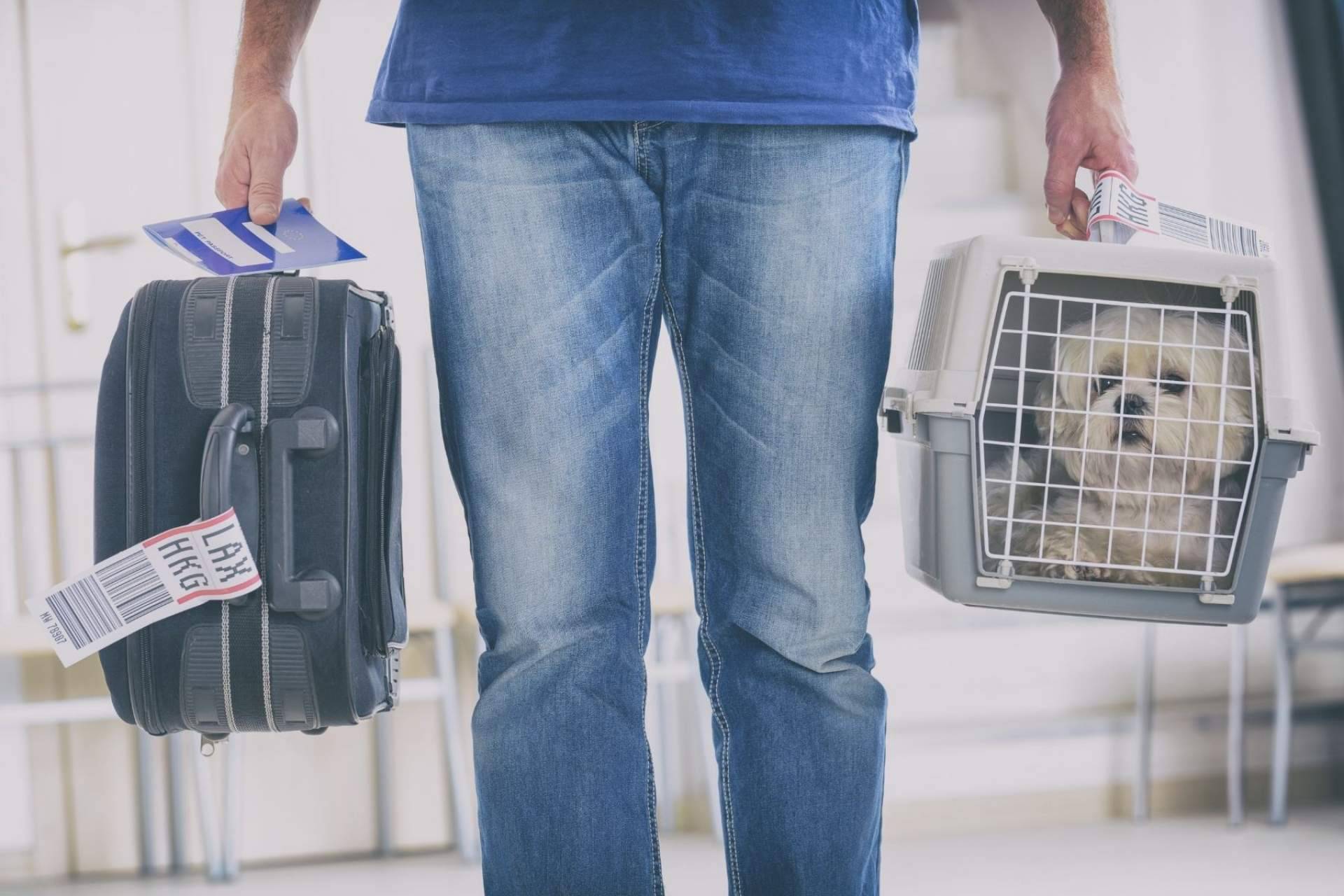 Las vacaciones y las mascotas no son incompatibles: Animalzone