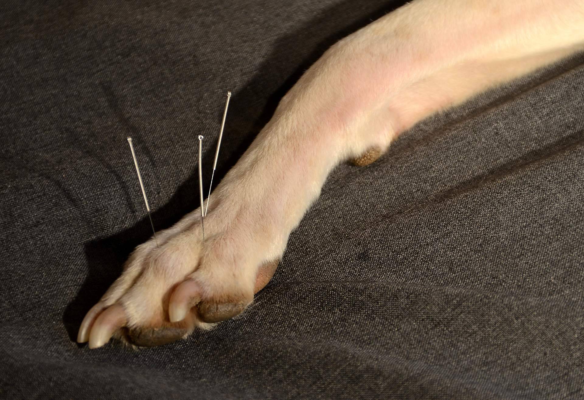 ¿Qué es la acupuntura veterinaria a domicilio? Kikai