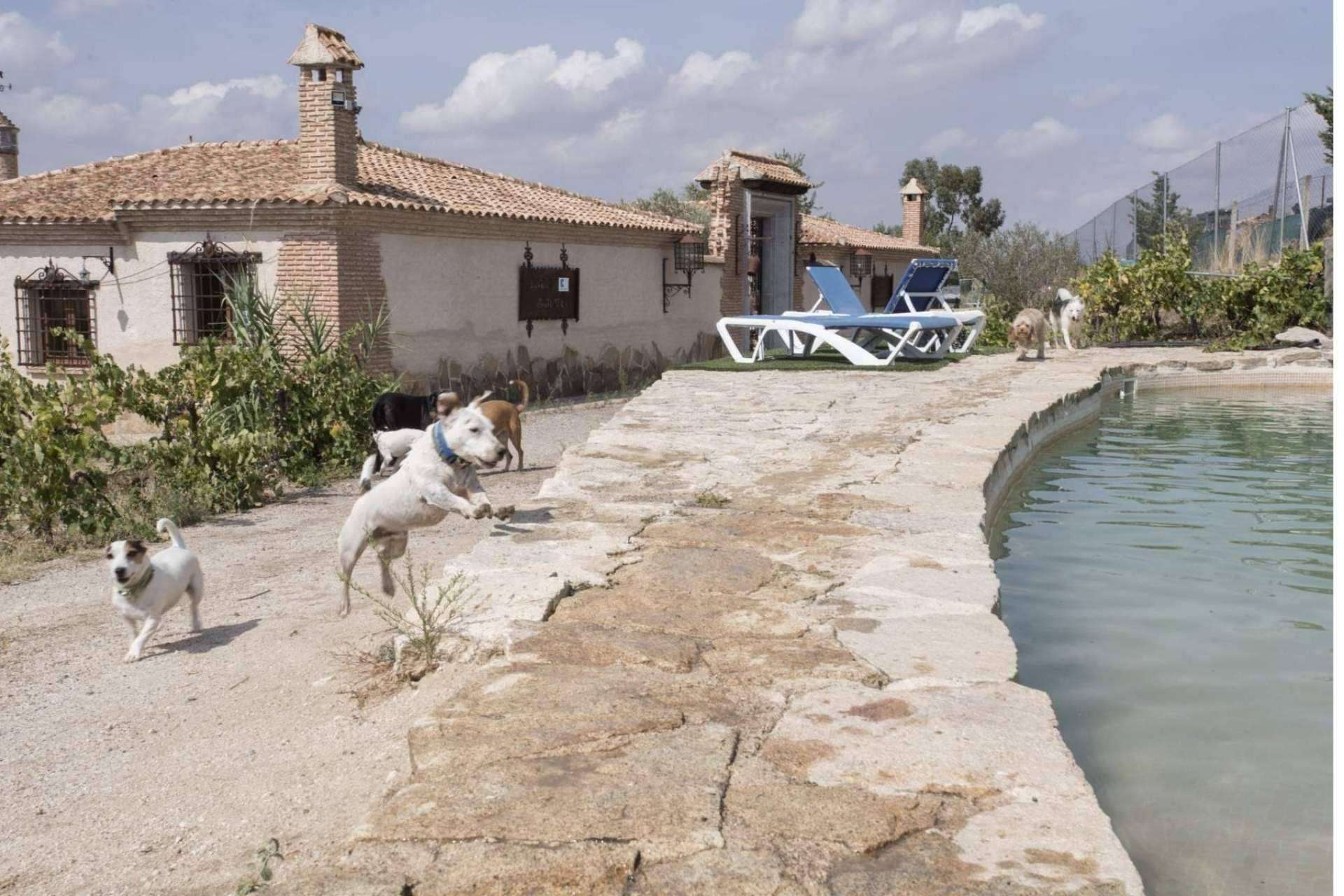 En PERROBUENO, guardería de día para perros situada en Madrid, las mascotas recibirán los mejores cuidados
