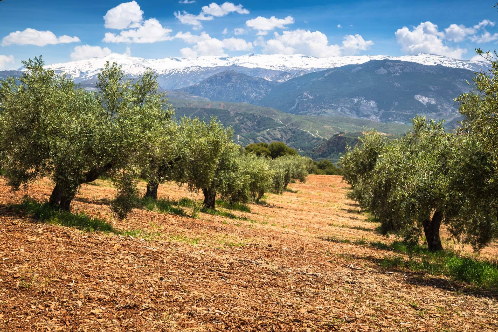 Ganadería La Manchega, la finca propiedad de la empresa Royal Mediter donde se pueden celebrar todo tipo de eventos