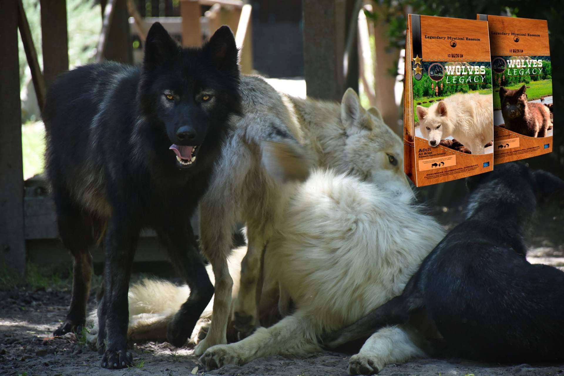 Wolves Legacy: ¿Por qué los lobos y perros lobos CRW son tan importantes para la compañía?