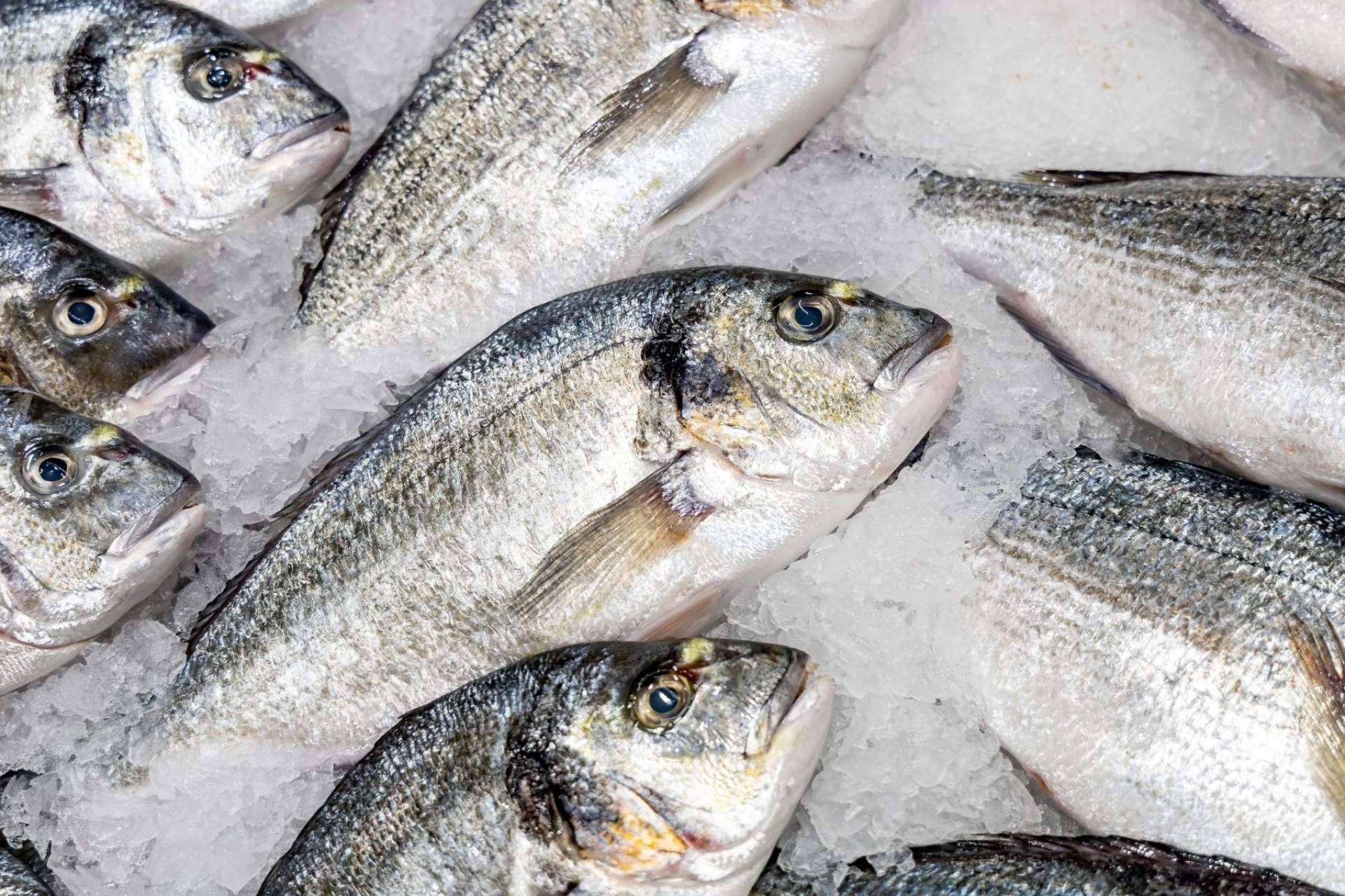 Calidad y frescura del pescado y marisco de comprarpescadoonline.es