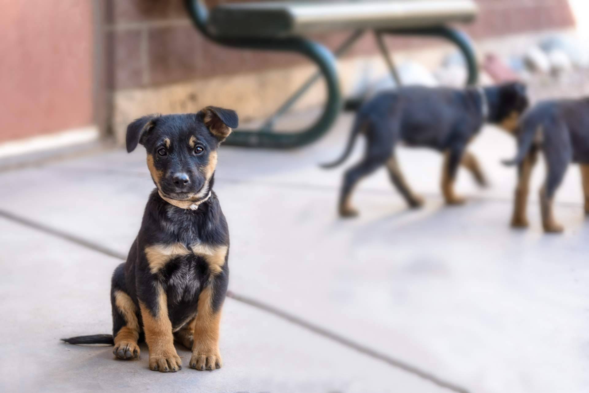 Encontrar a los peludos en adopción que más se ajusten al estilo de vida del usuario: MIWUKI