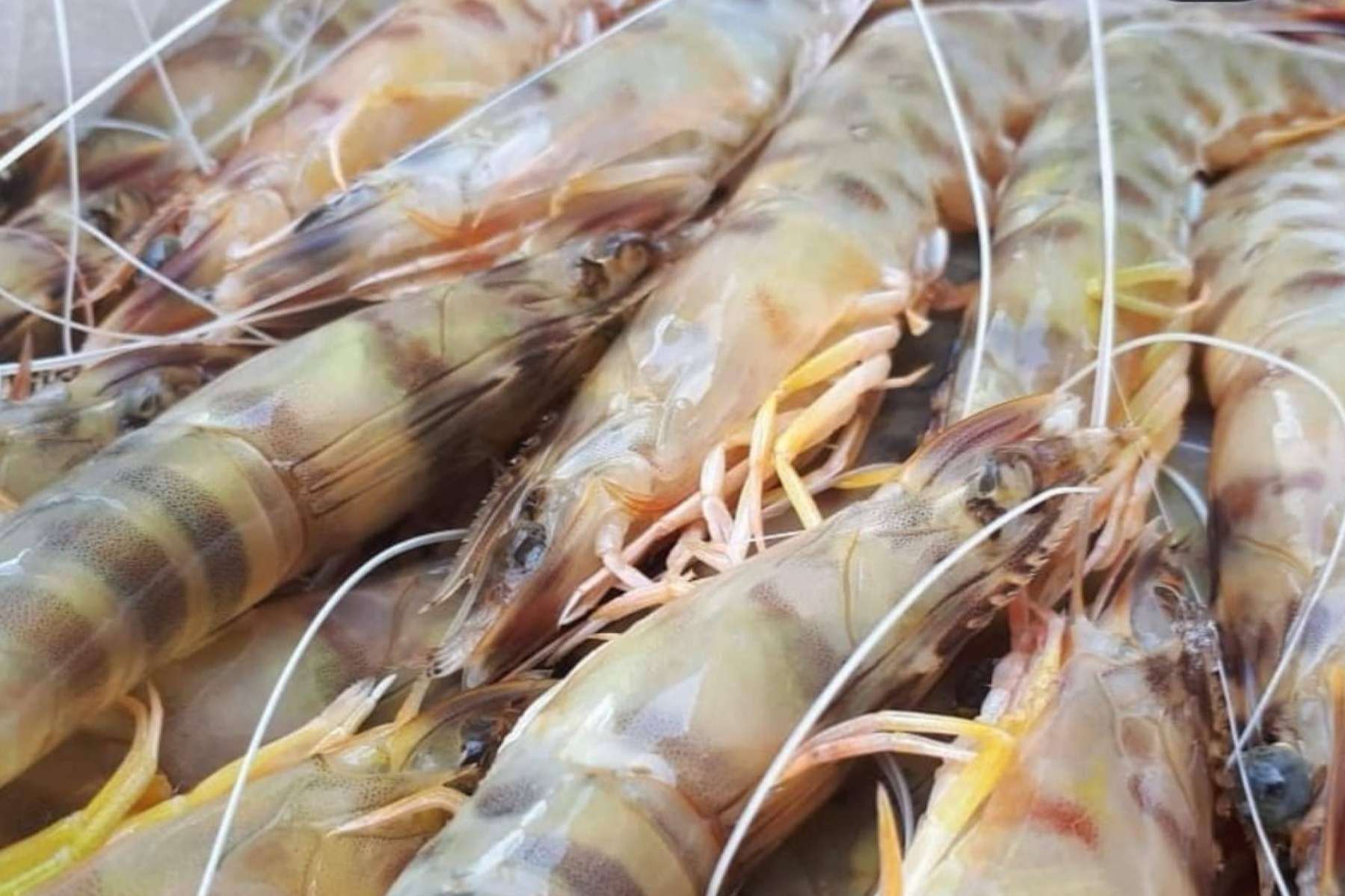 Comprarpescadoonline.es acerca los langostinos de Sanlúcar de la lonja a la mesa