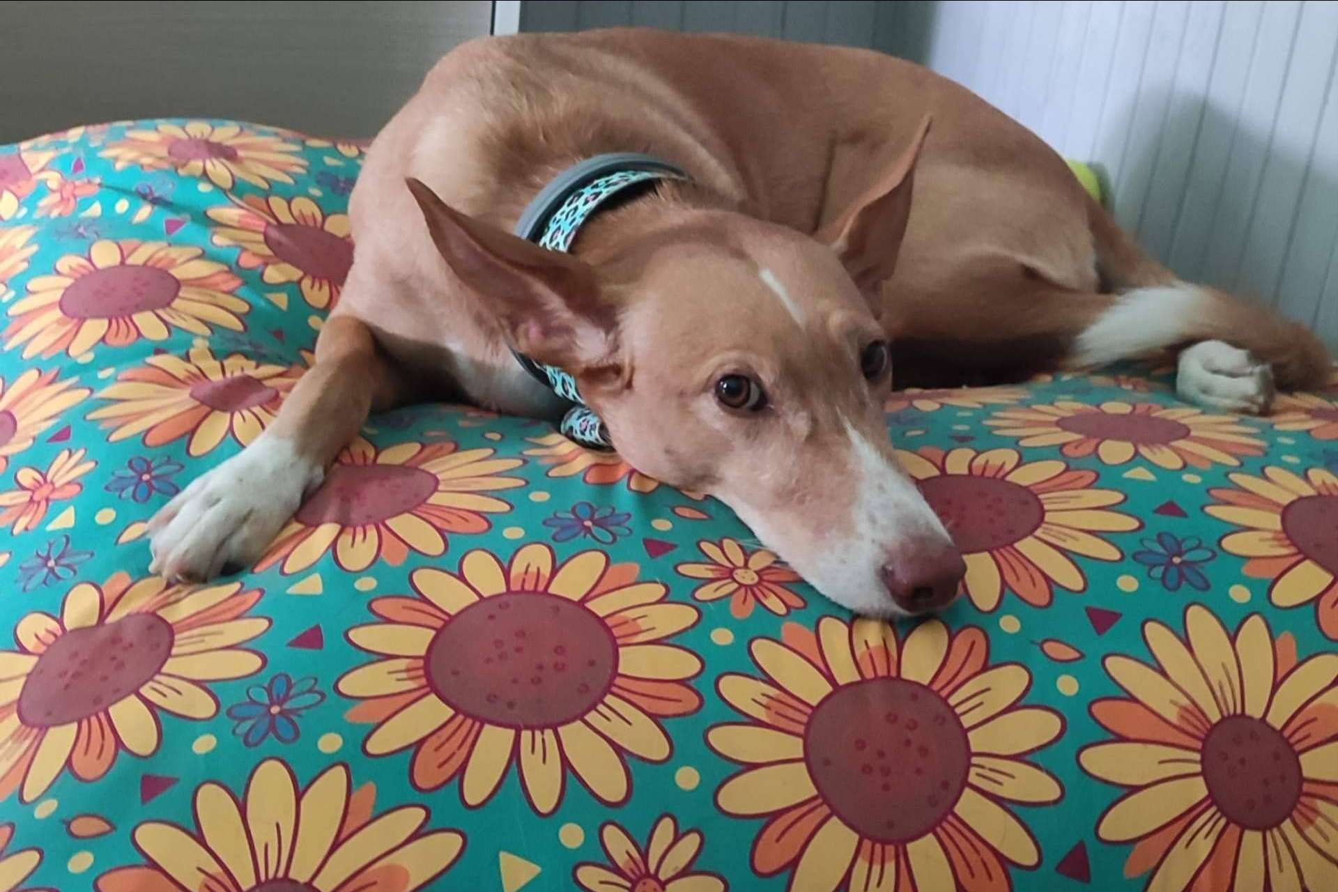 Calidad y originalidad en las camas para mascotas de Patitas Barcelona
