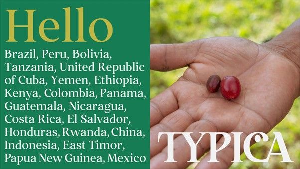 Llega a España TYPICA que conecta a productores y tostadores de café