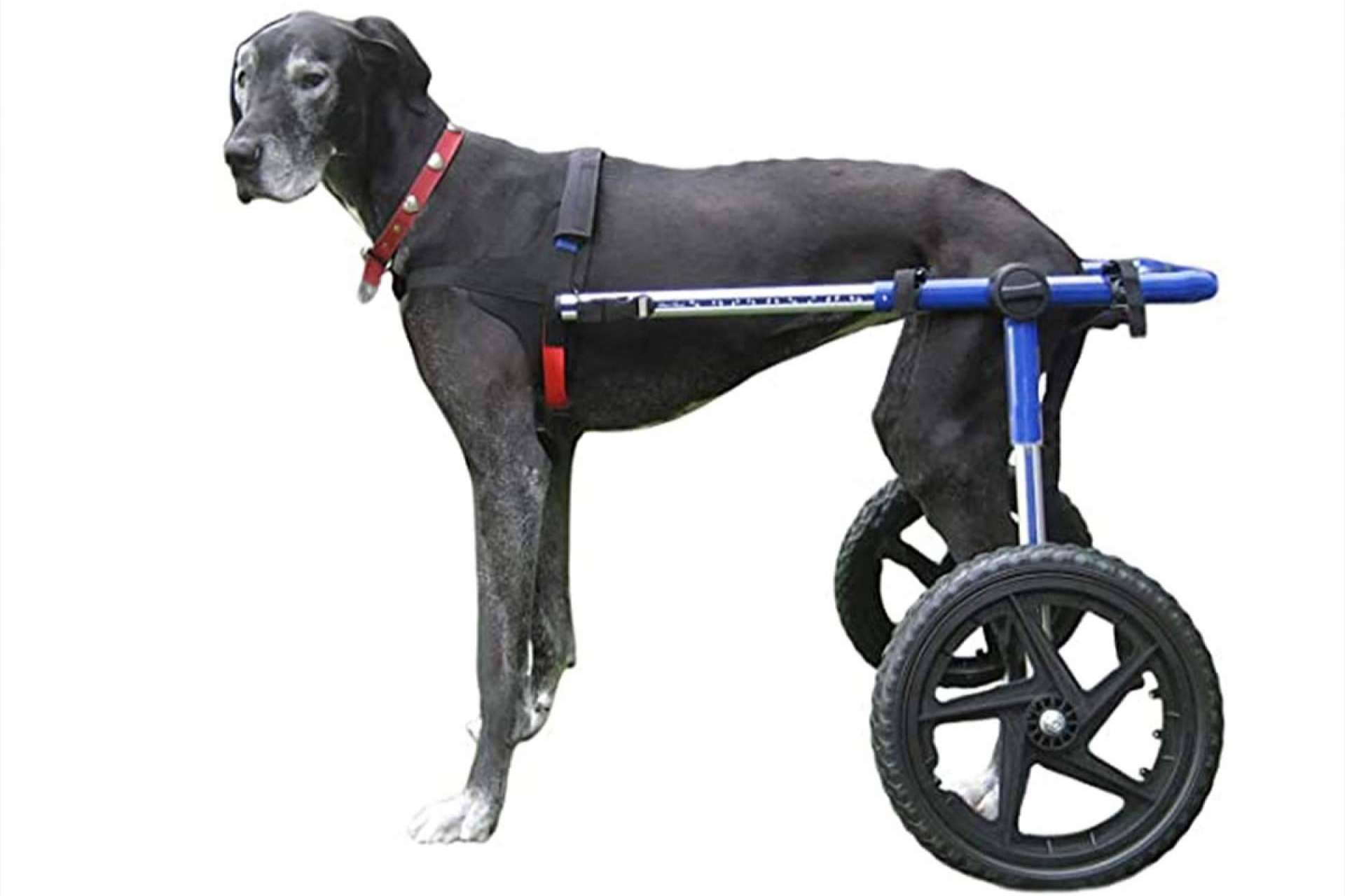 ¿Por qué no se debería incluir condroprotectores en los piensos para perros? Wolves Legacy Dog Food