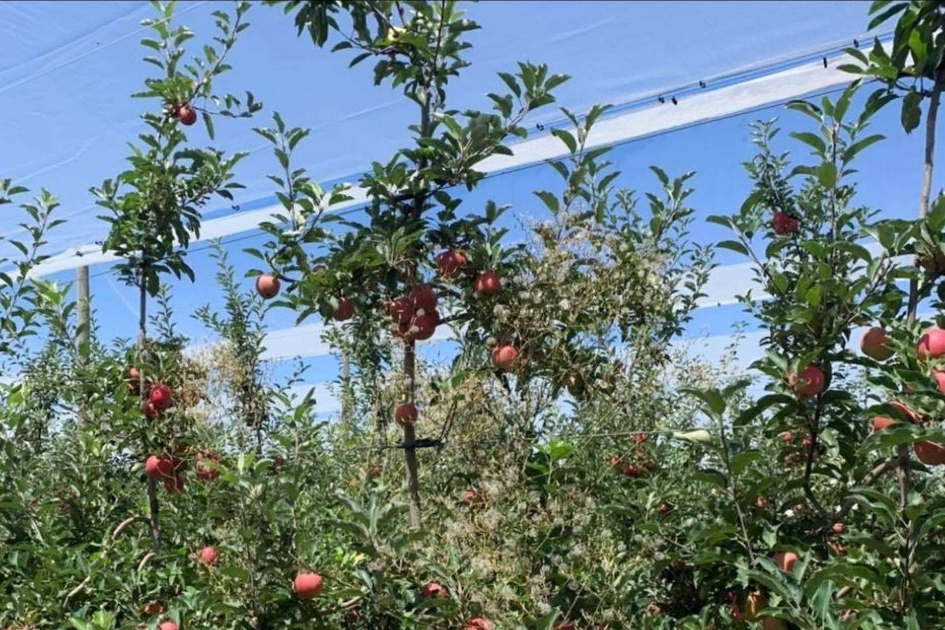 La tecnología de AGRALIA para proteger los cultivos de los golpes de sol, AGRICOLOR