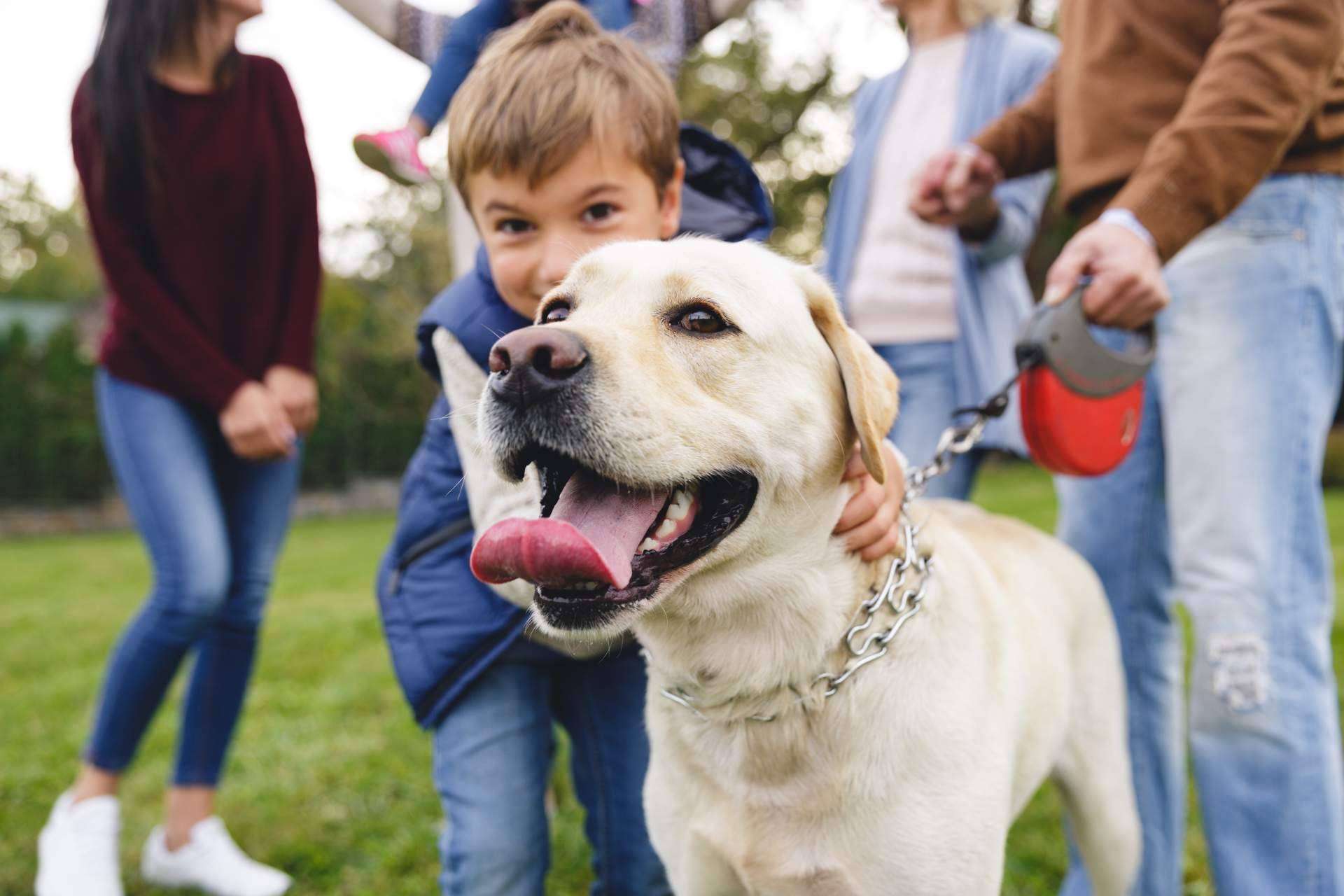La plataforma para la adopción y apadrinamiento de animales, Miwuki Pet Shelter
