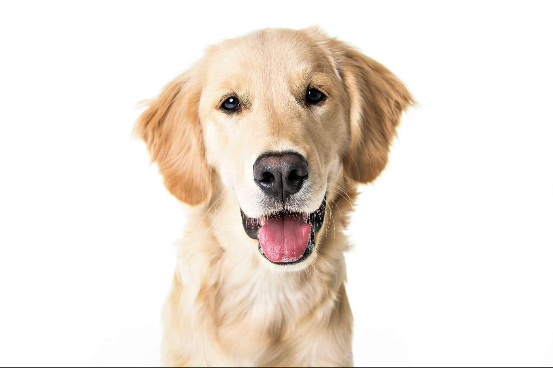 Las ventajas del punto de venta de cachorros y accesorios para mascotas 101 Cachorros