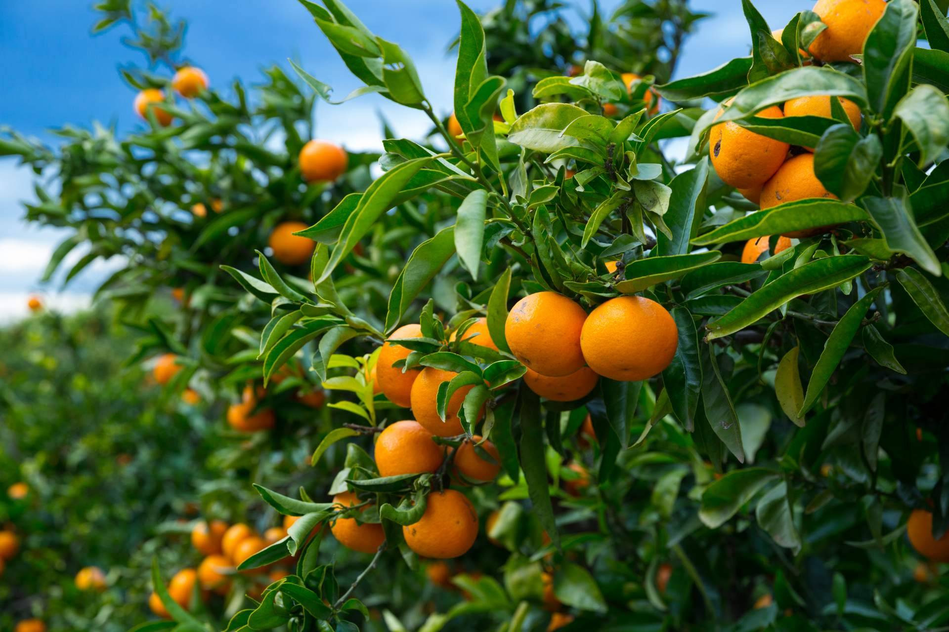 Finca el Carraixet permite comprar mandarinas de calidad en su página web