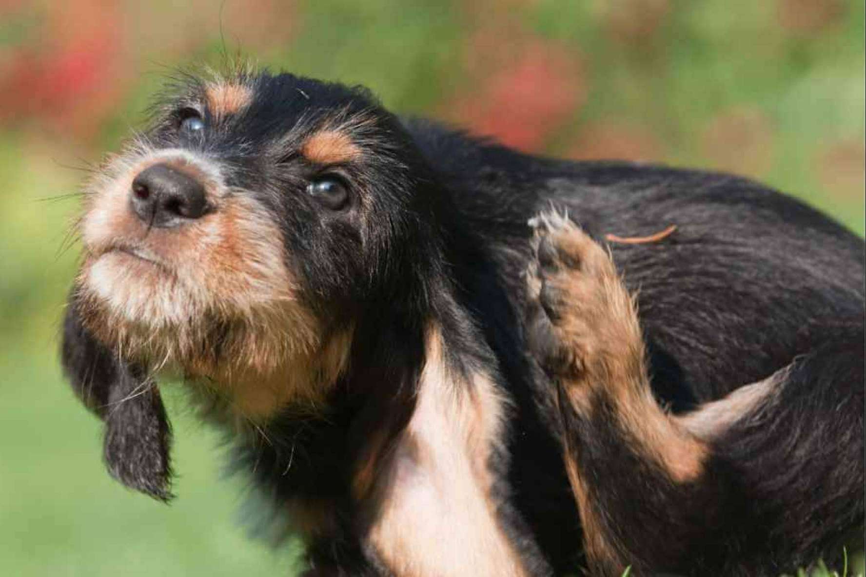 ¿En qué casos optar por el pienso hipoalergénico para perros?
