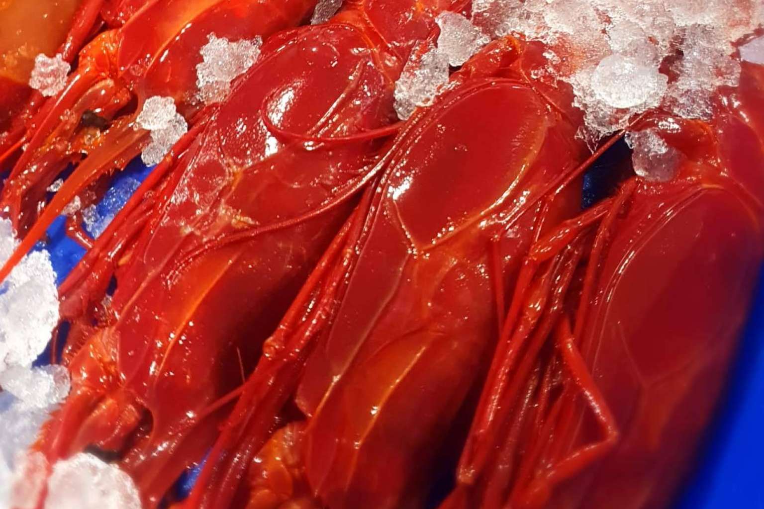 Comprarpescadoonline.es permite organizar y adelantar las compras de mariscos y pescados para la Navidad