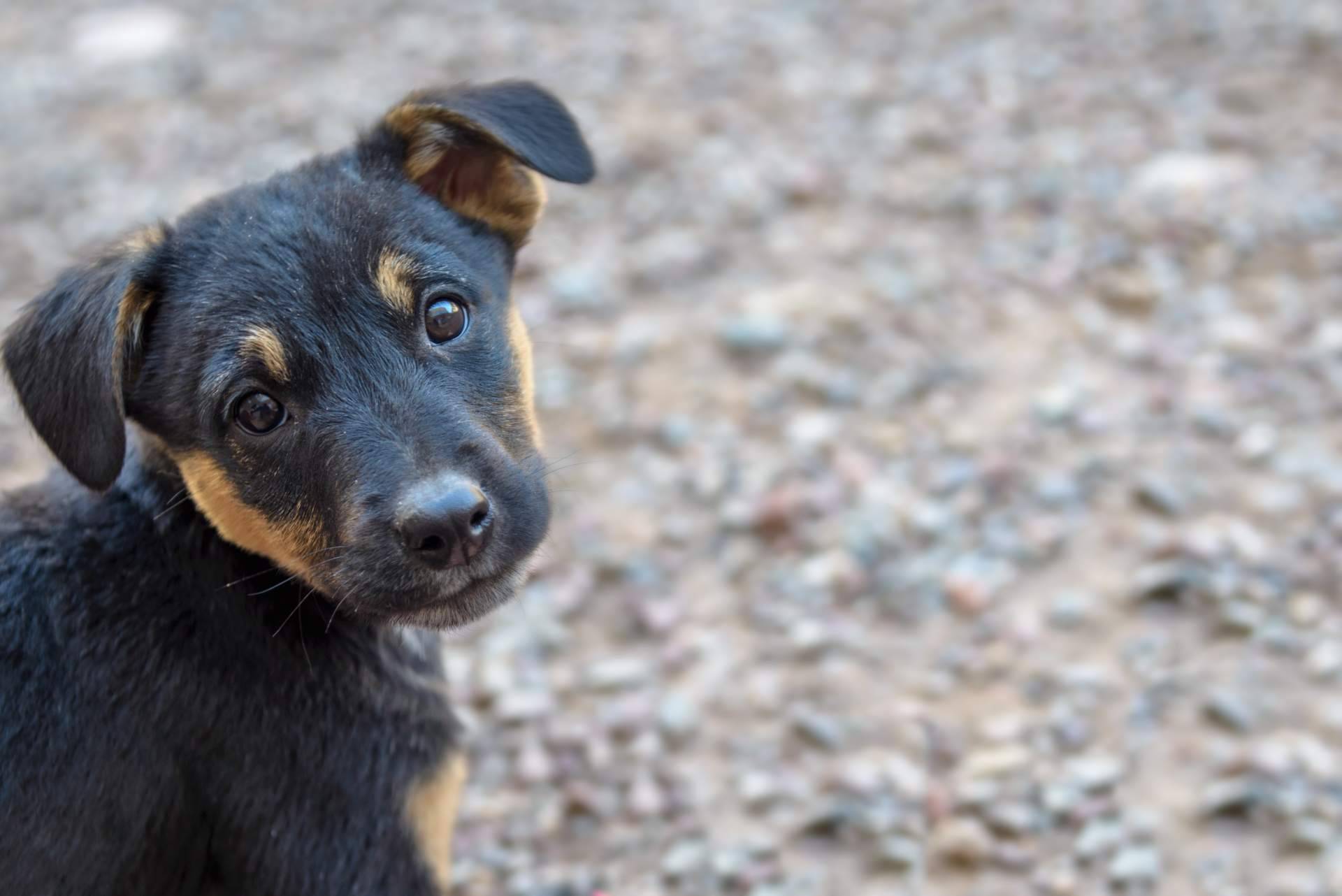 ¿Dónde encontrar un buscador de animales en adopción? Adopta Un Animal