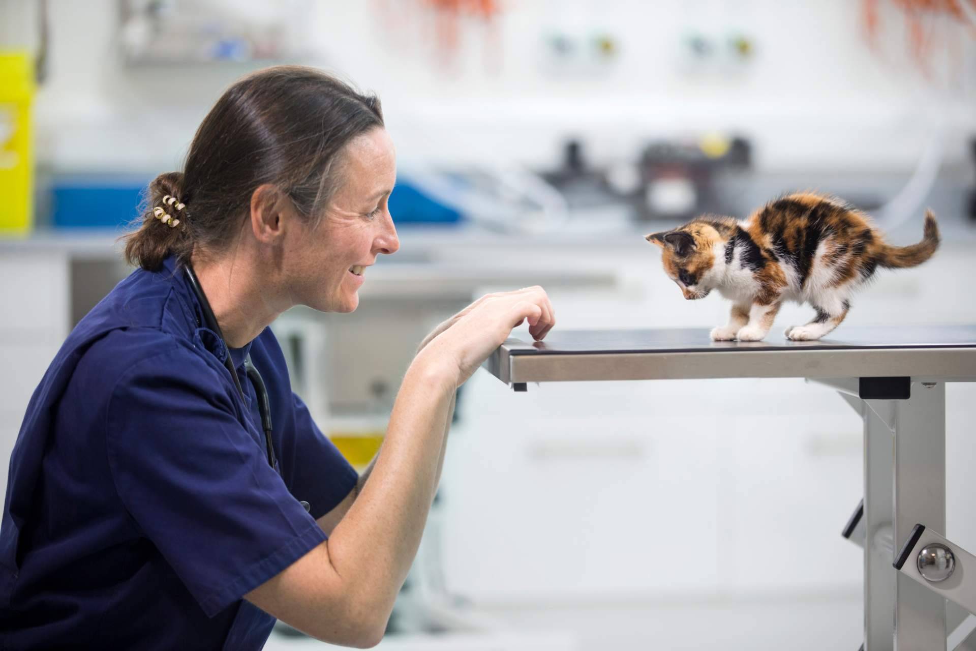 Miwuki ofrece seguros veterinarios