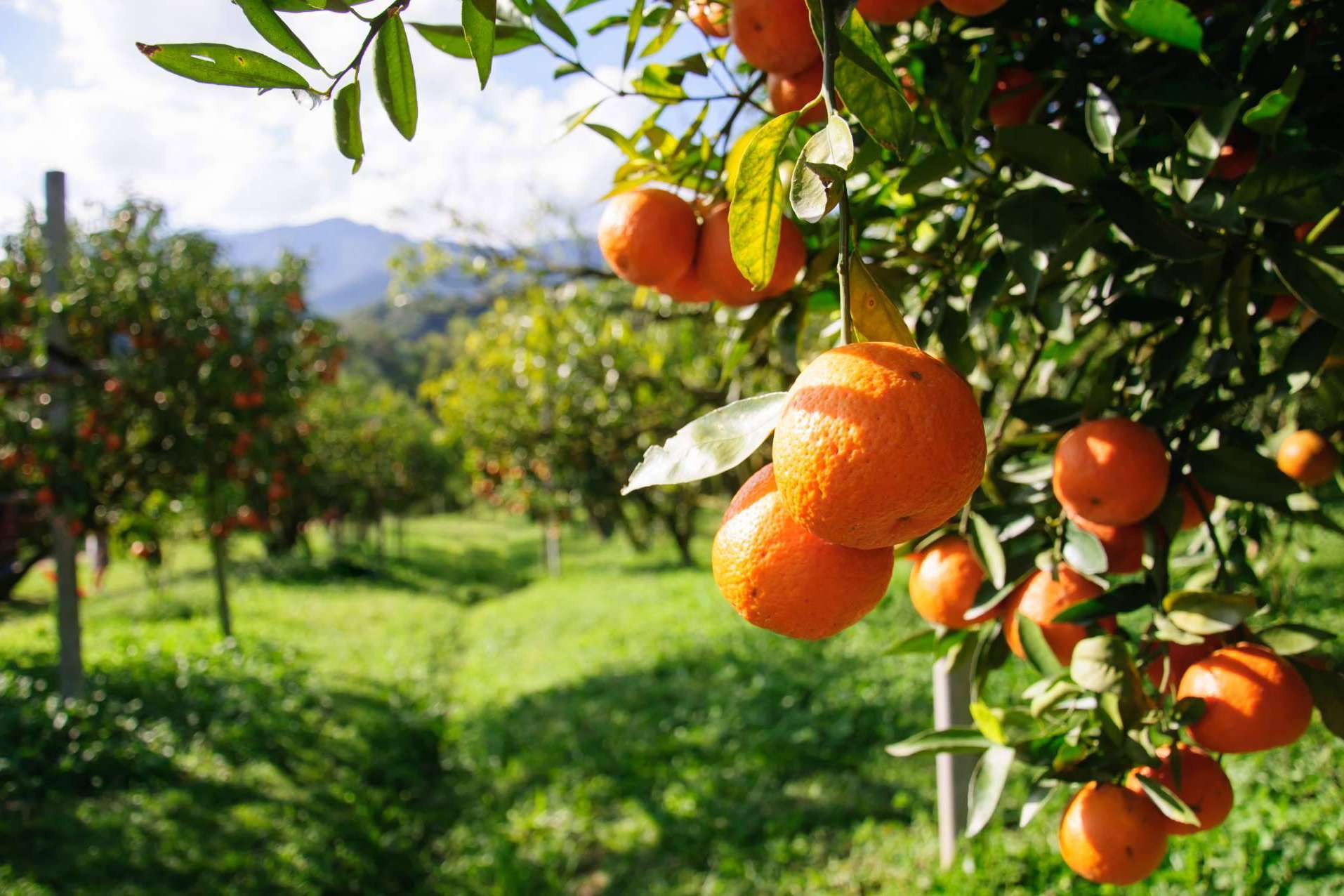 Sabor a Naranjas dispone de naranjas totalmente naturales en su página web