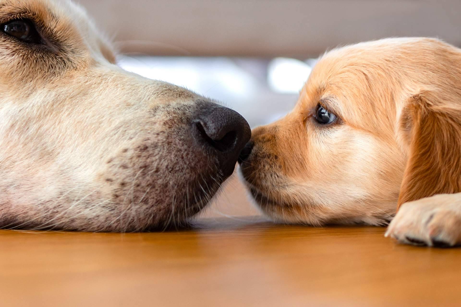 La relevancia de comprar cachorros sanos en una tienda fiable como 101 Cachorros