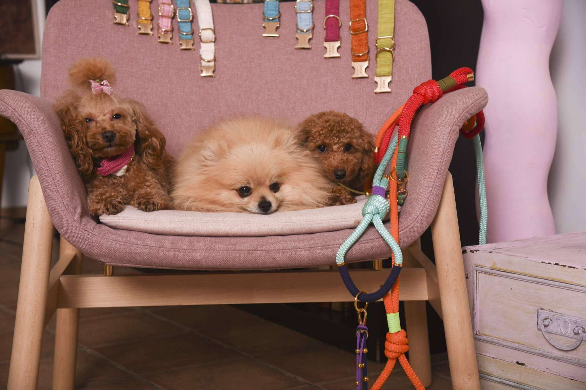 Áreacanina.com dispone de productos de máxima calidad para las mascotas