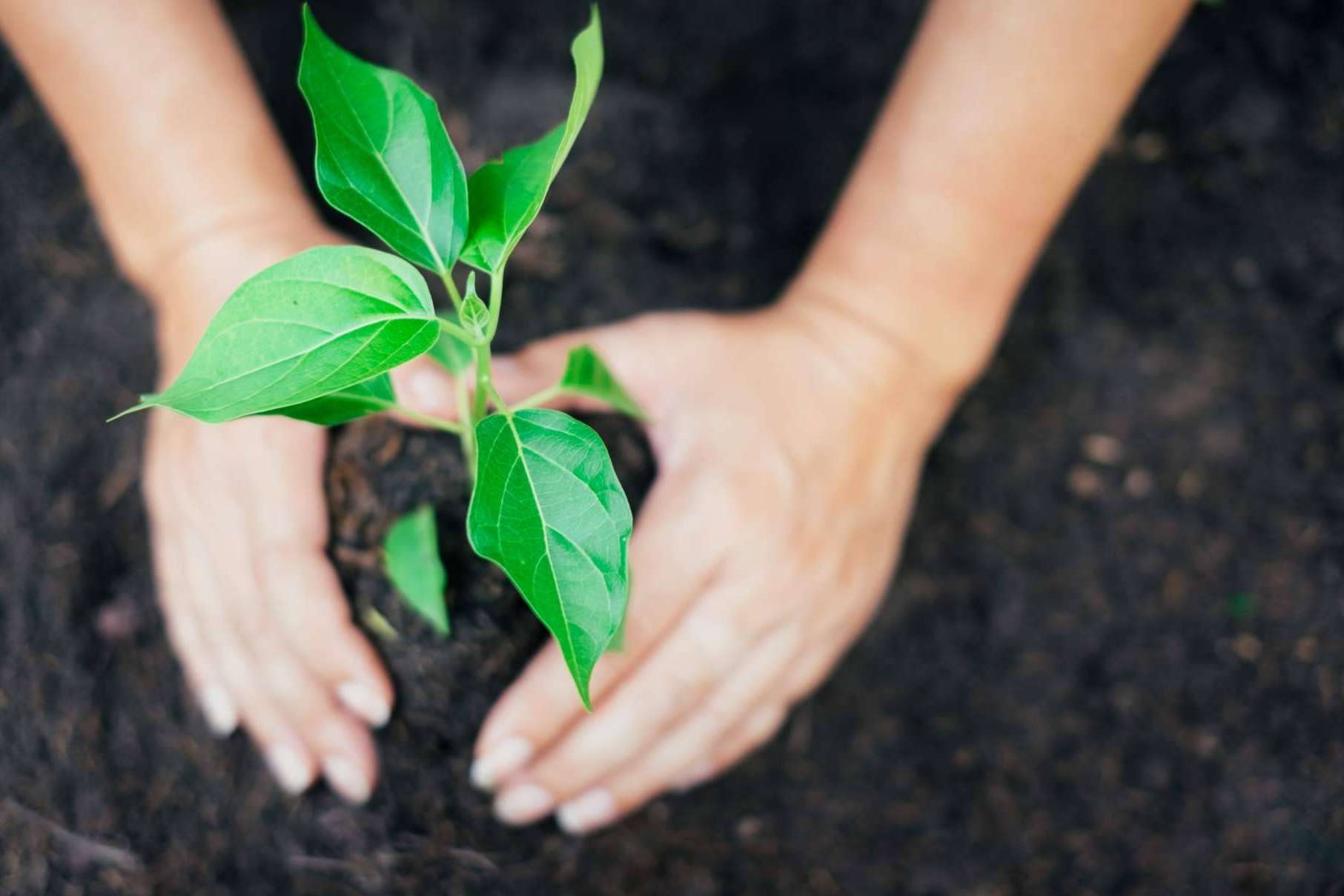 GreenAir es el dispositivo innovador que utiliza energía renovable para limpiar la contaminación del aire y obtener tokens
