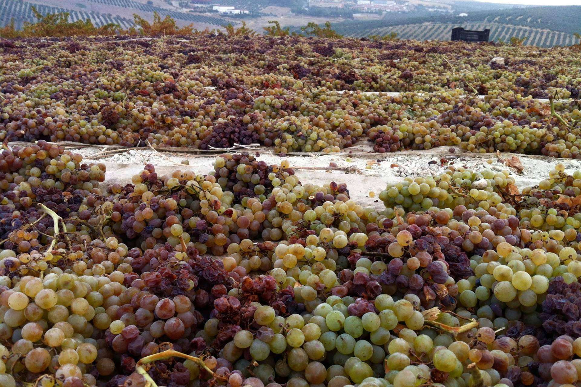 Las particularidades y el origen del vino ecológico de Bodegas Robles