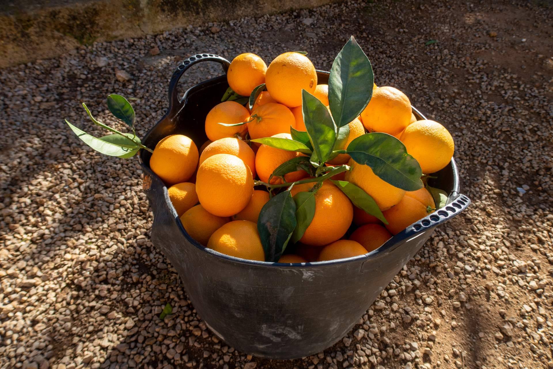 La venta online para resolver la crisis de precios en la agricultura, por Sabor a Naranjas