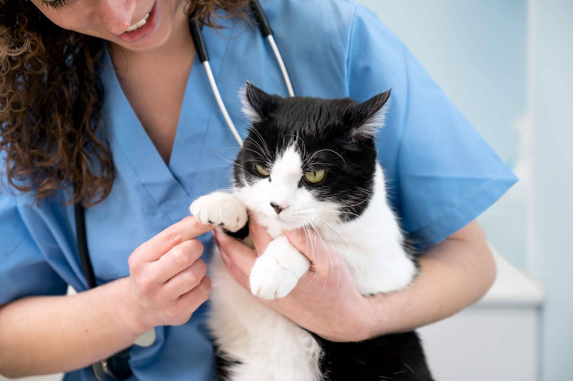 Profesionales veterinarios contrastados, por 1 Click Vet