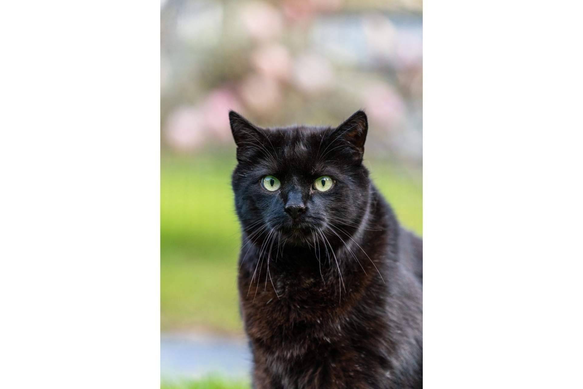 ¿Por qué los gatos negros sufren el mayor índice de rechazo a la hora de ser adoptados?