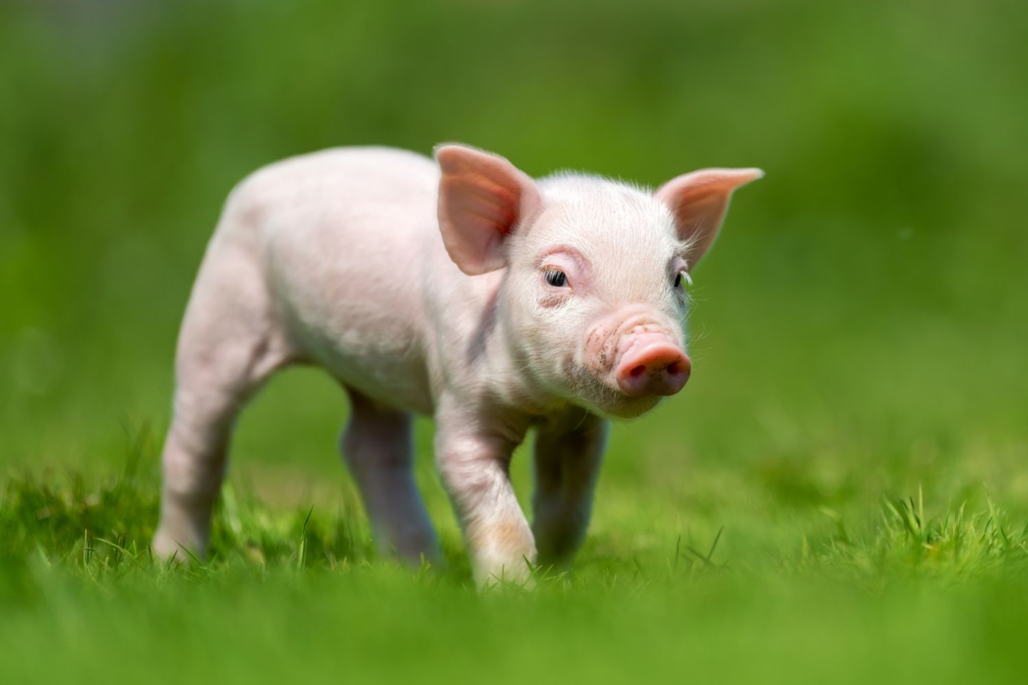 Las nuevas tecnologías energéticas: claves en el fortalecimiento del sector primario