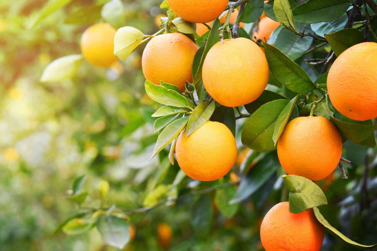 Los beneficios del consumo de naranjas frescas, Sabor a Naranjas