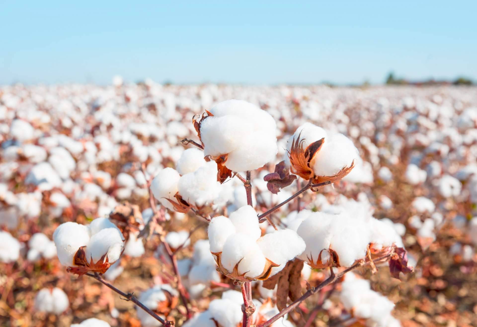 Razones por las que Udhara utiliza algodón orgánico en sus prendas