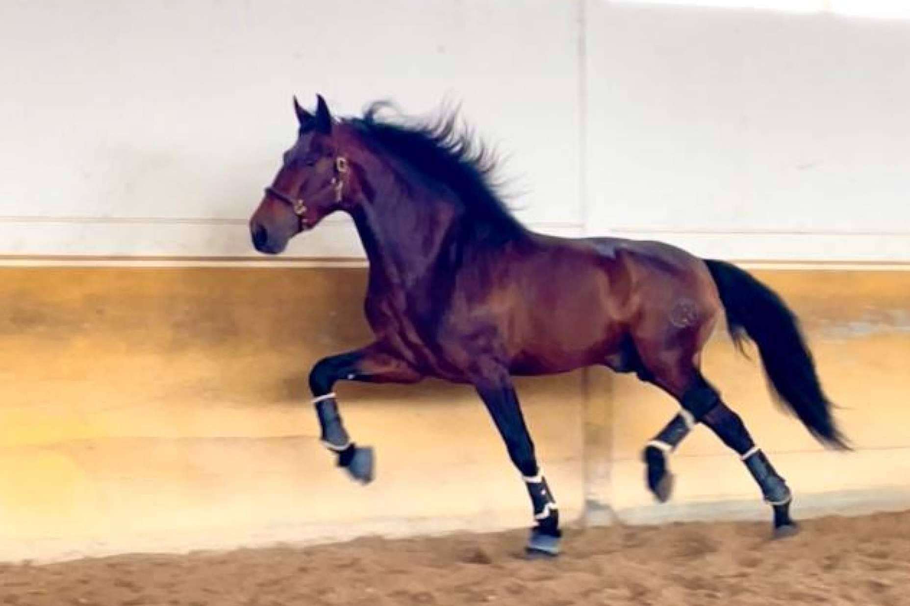 Yeguada La Pajarita, la empresa que se encarga de la venta de caballos en Albacete
