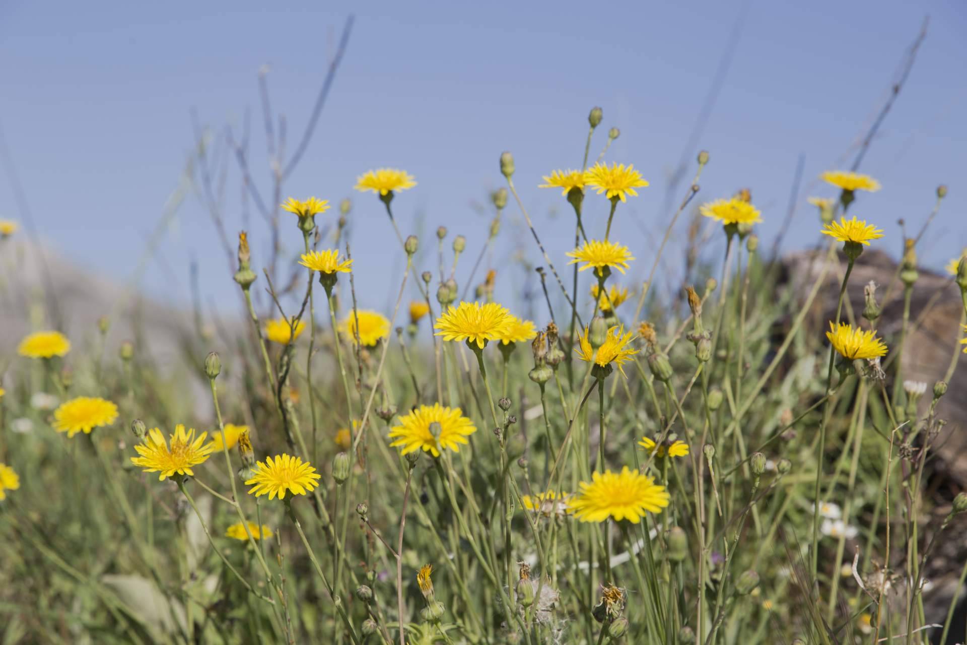 Fortalecimiento Vital y su Curso de Flores de Bach y Curso Gestión del Estrés