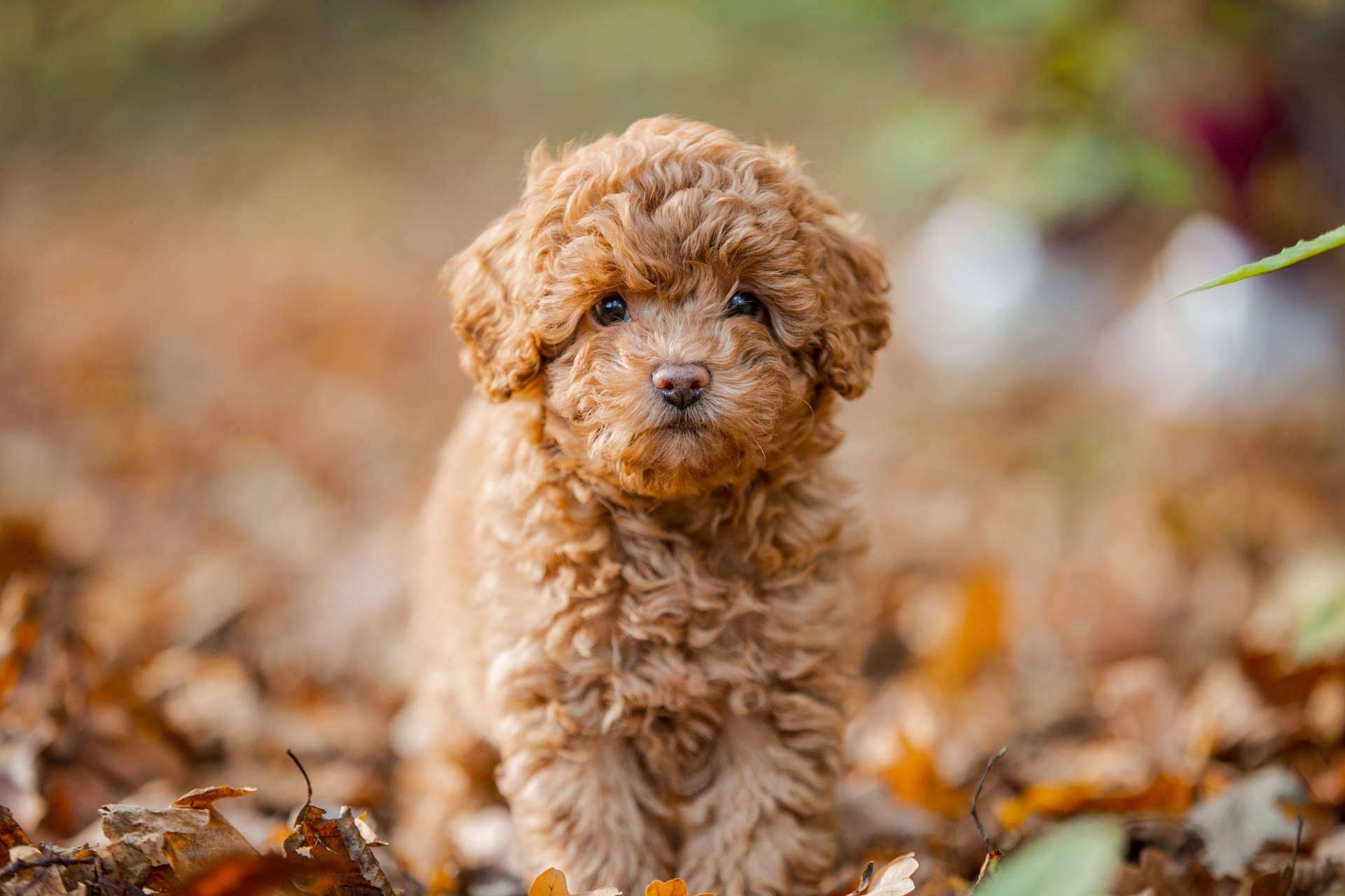 La importancia de adquirir un cachorro sano en un lugar de confianza y con años de experiencia como Tienda Cachorro