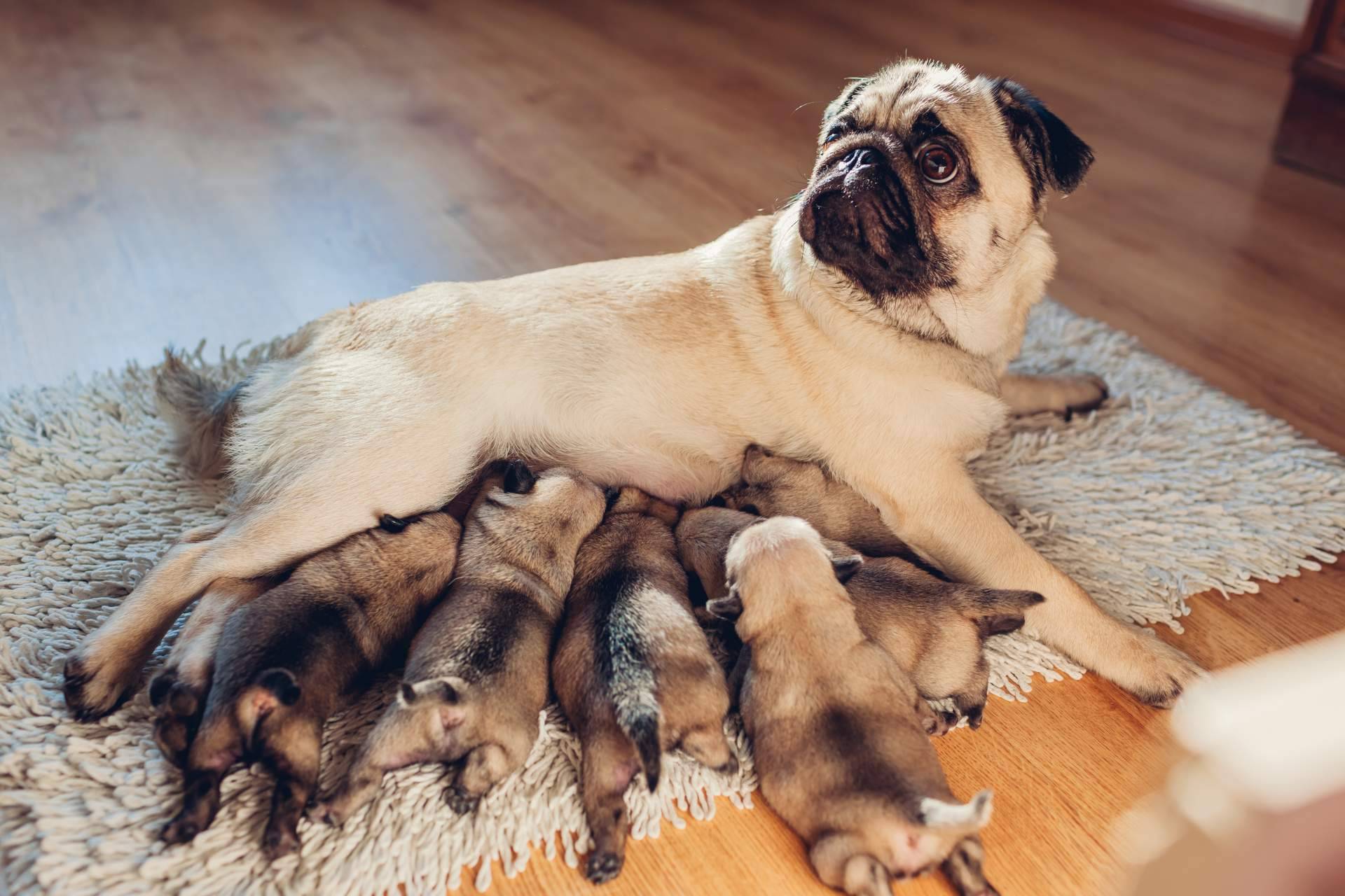 Qué es el pedigree y cuál es su función, por Cachorros del Valle
