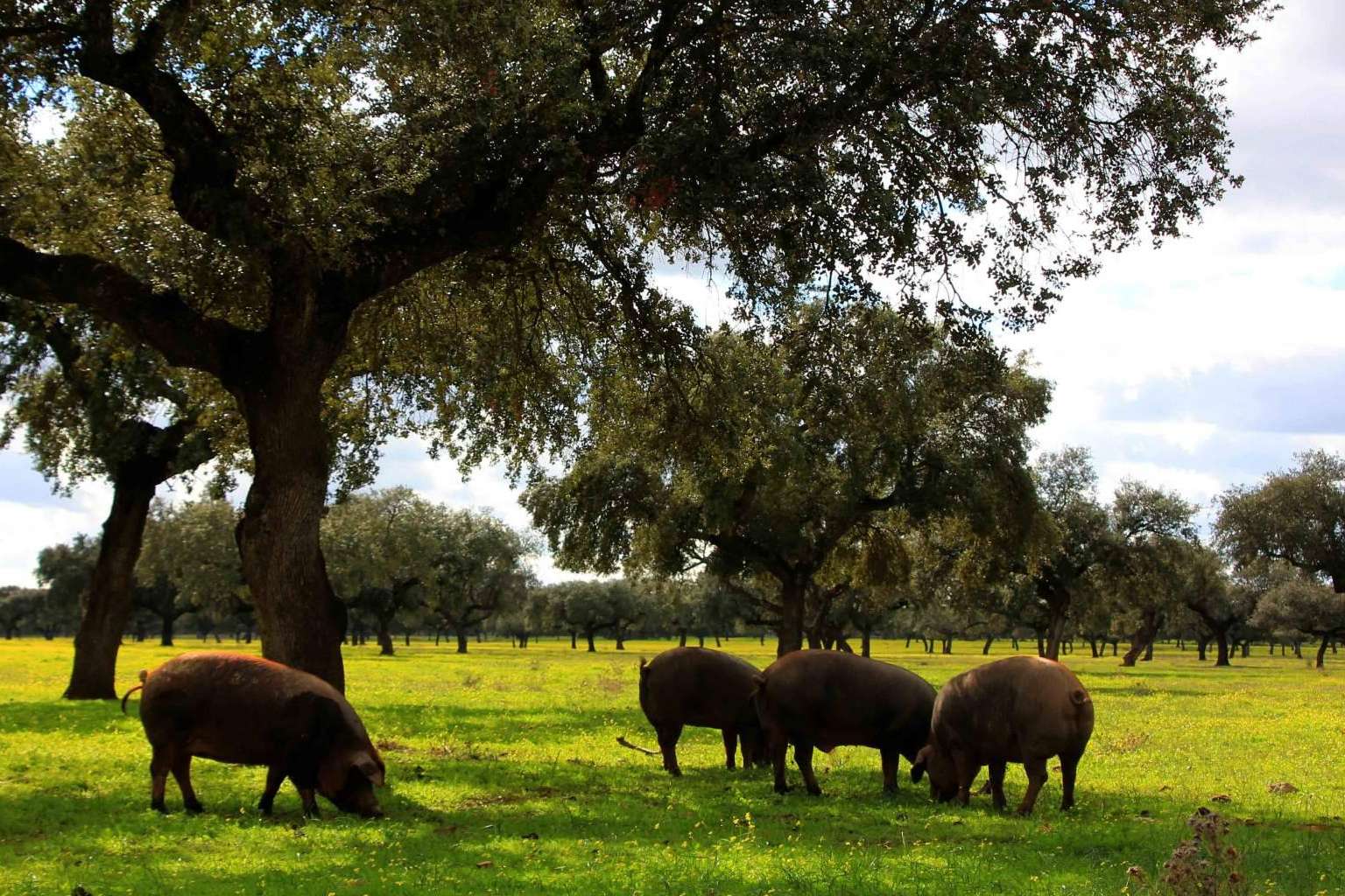 La carne de ibérico saludable de la dehesa, ácido oleico y salud cardiovascular